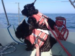The Sailing Pups.